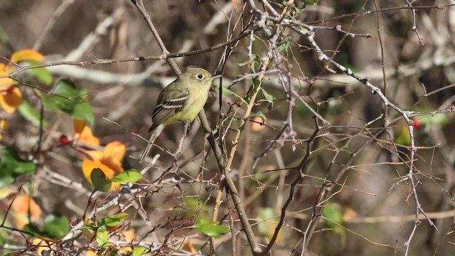 Western Flycatcher (Pacific-slope) - ML630955200