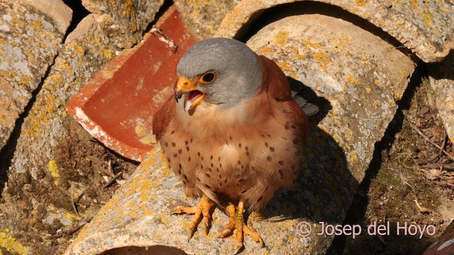 Lesser Kestrel - ML630955280