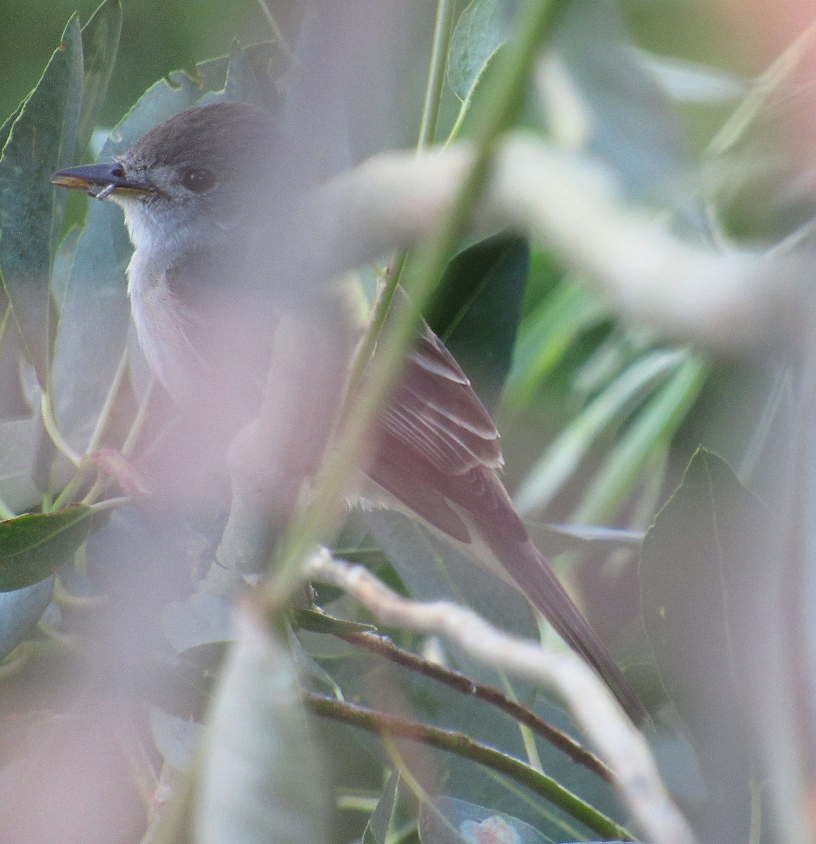 Willow Flycatcher - ML63095531