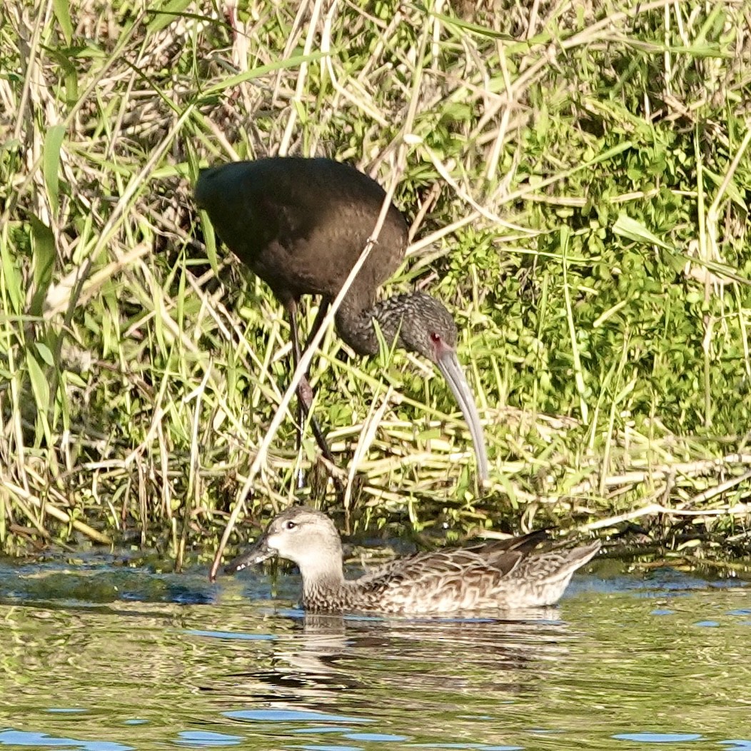White-faced Ibis - ML630955407