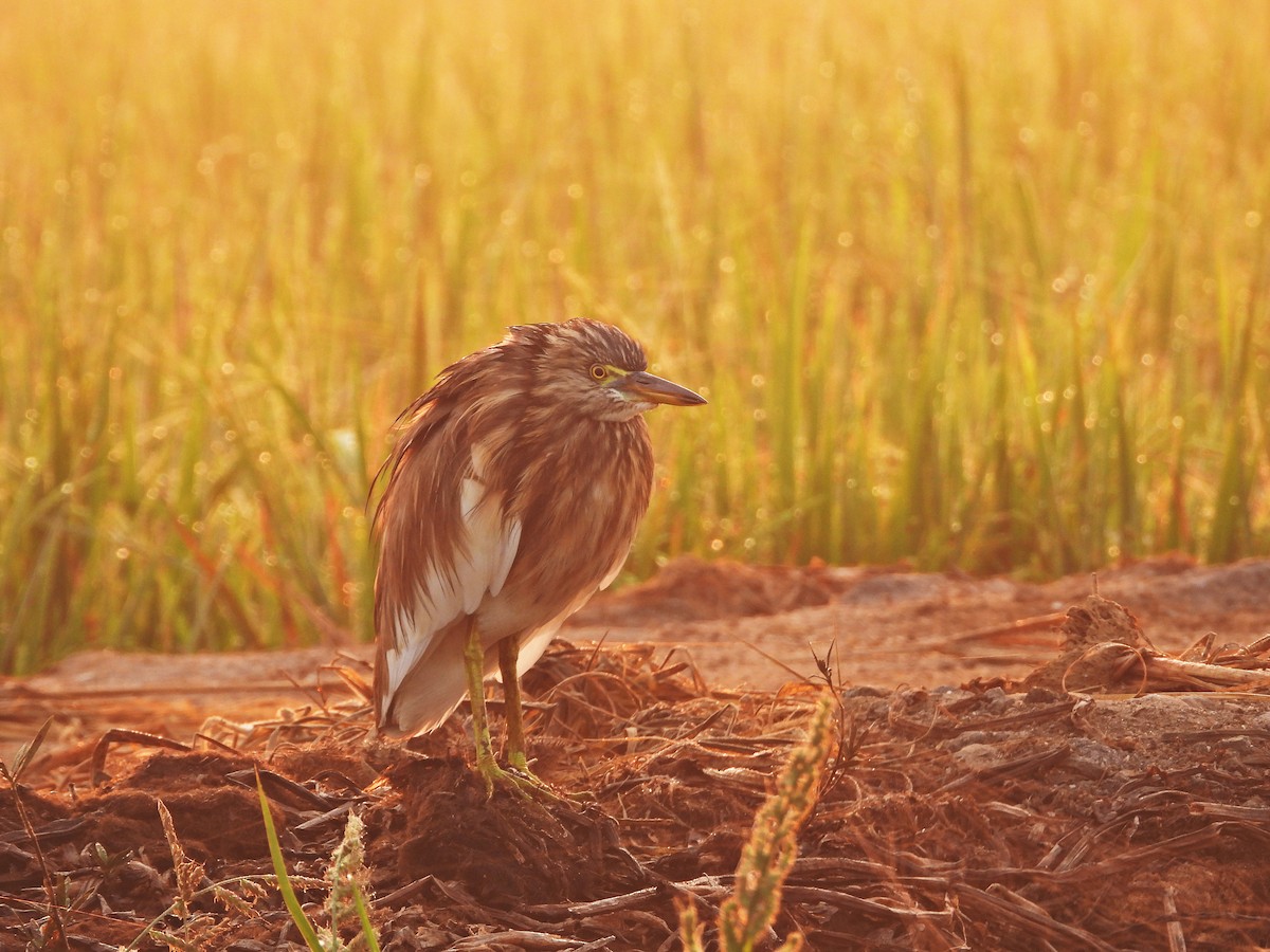 Indian Pond-Heron - ML630955500