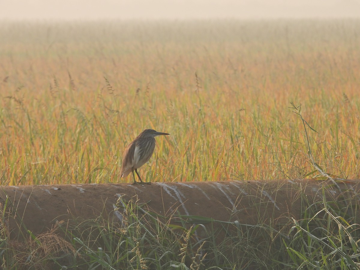 Indian Pond-Heron - ML630955503