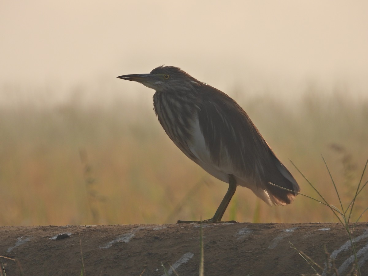 Indian Pond-Heron - ML630955504