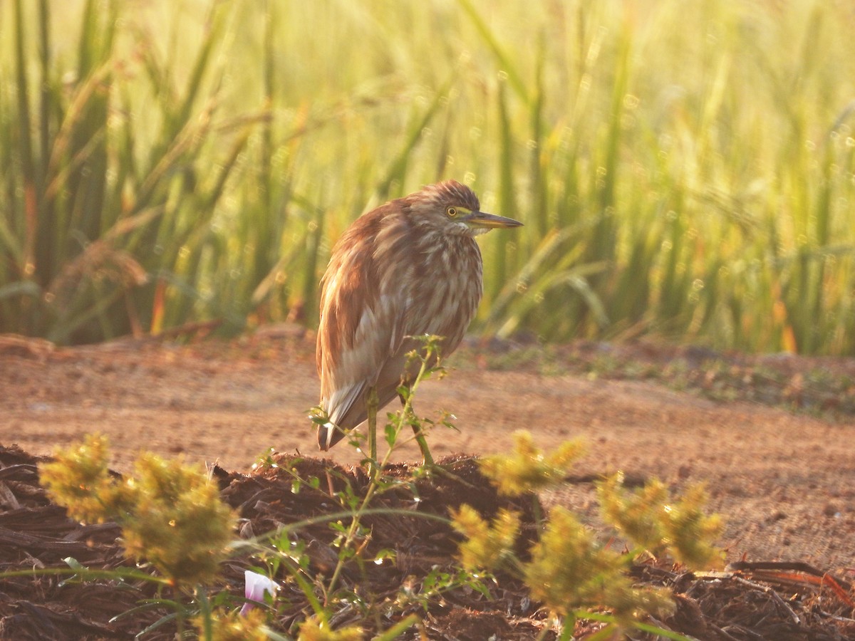 Indian Pond-Heron - ML630955505