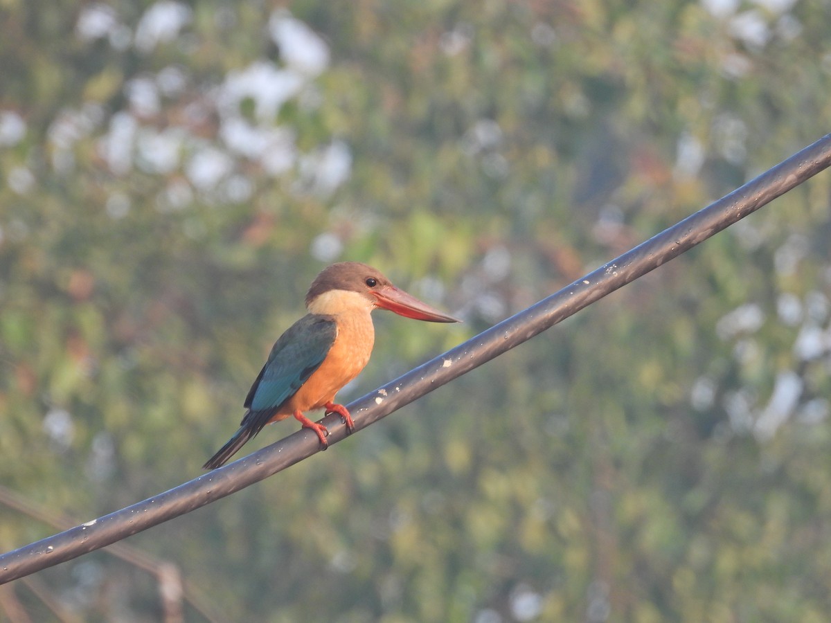 Stork-billed Kingfisher - ML630955530