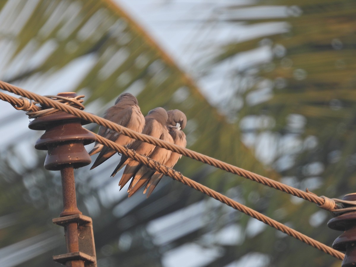 Ashy Woodswallow - ML630955534