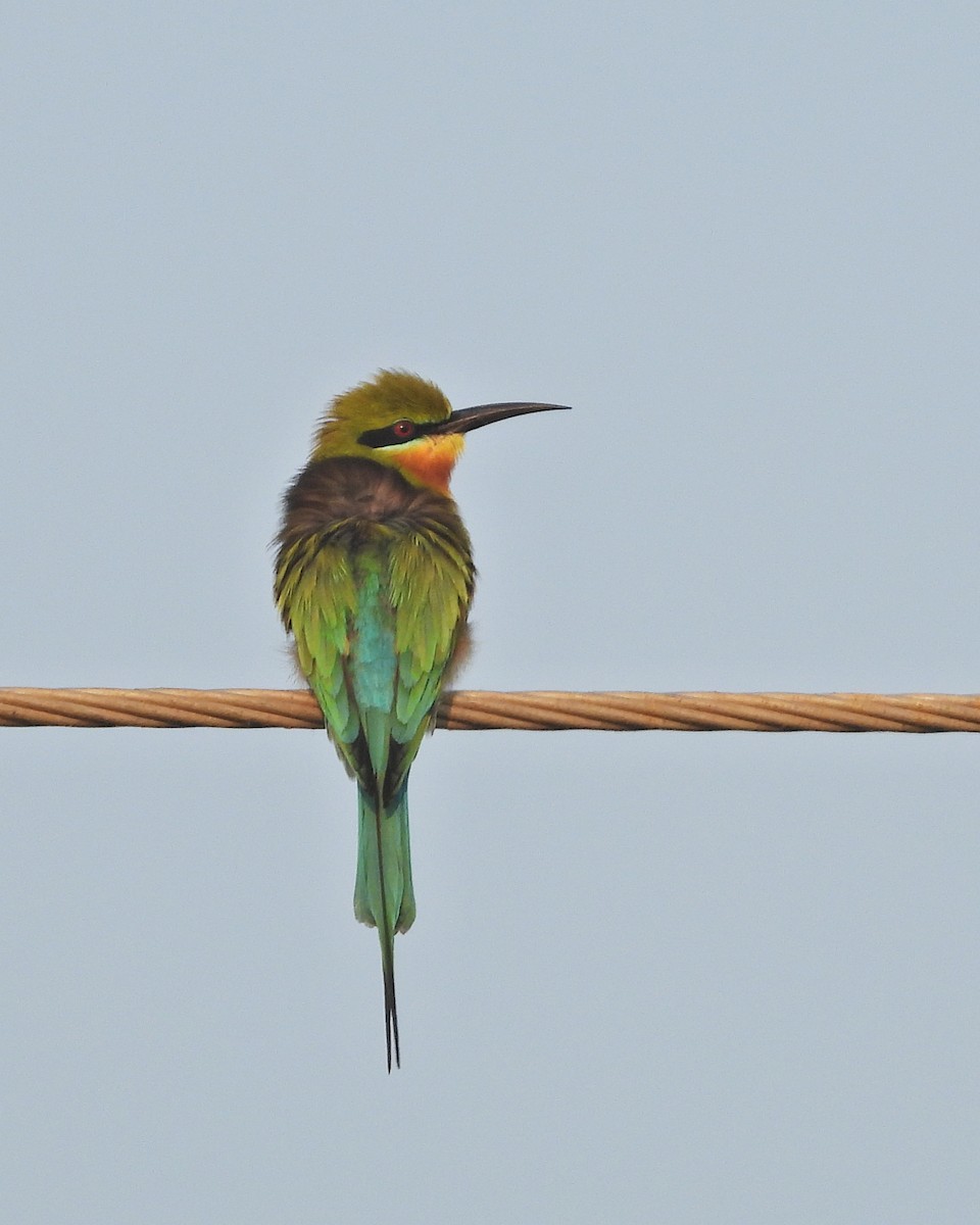 Blue-tailed Bee-eater - ML630955580