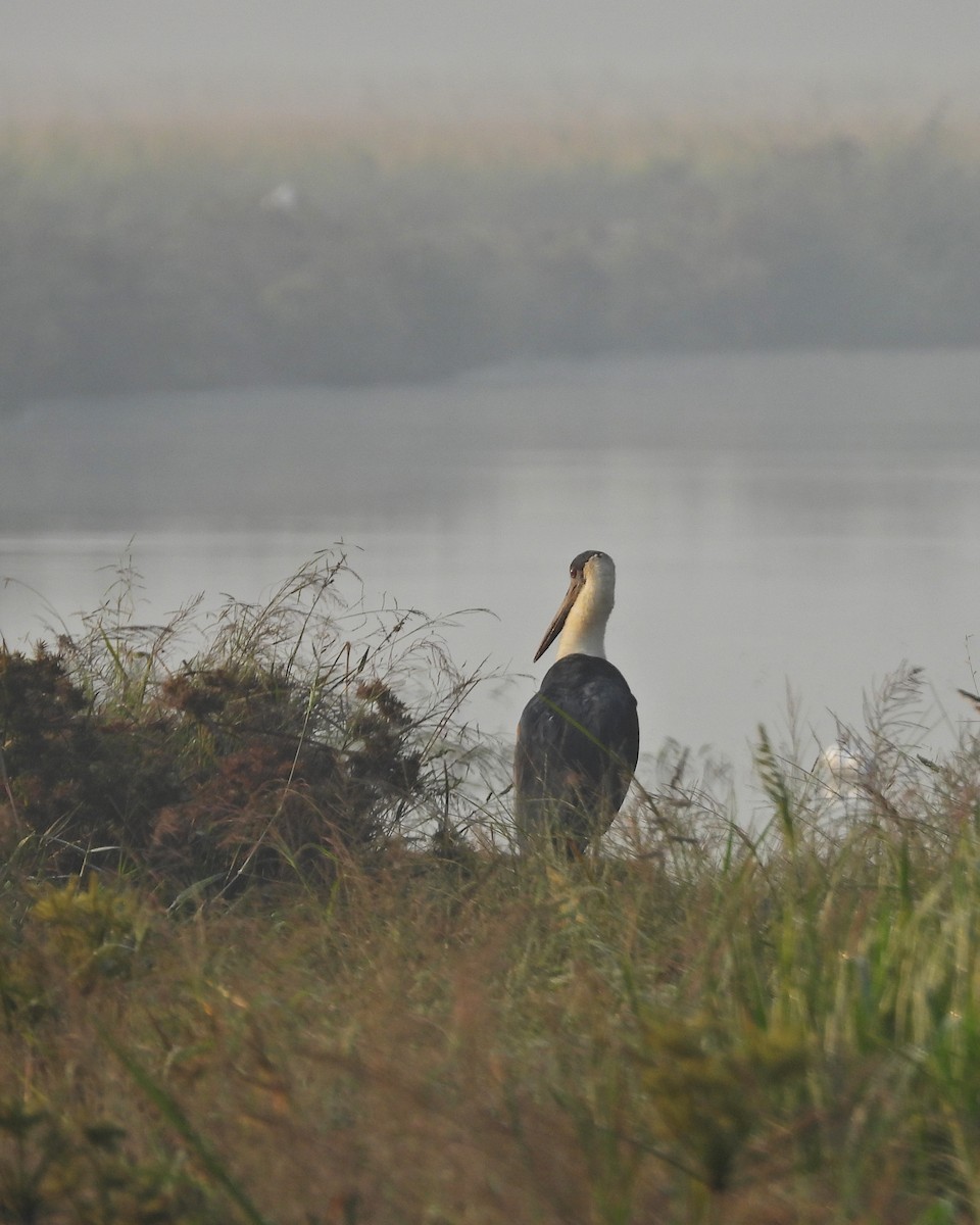 Asian Woolly-necked Stork - ML630955587
