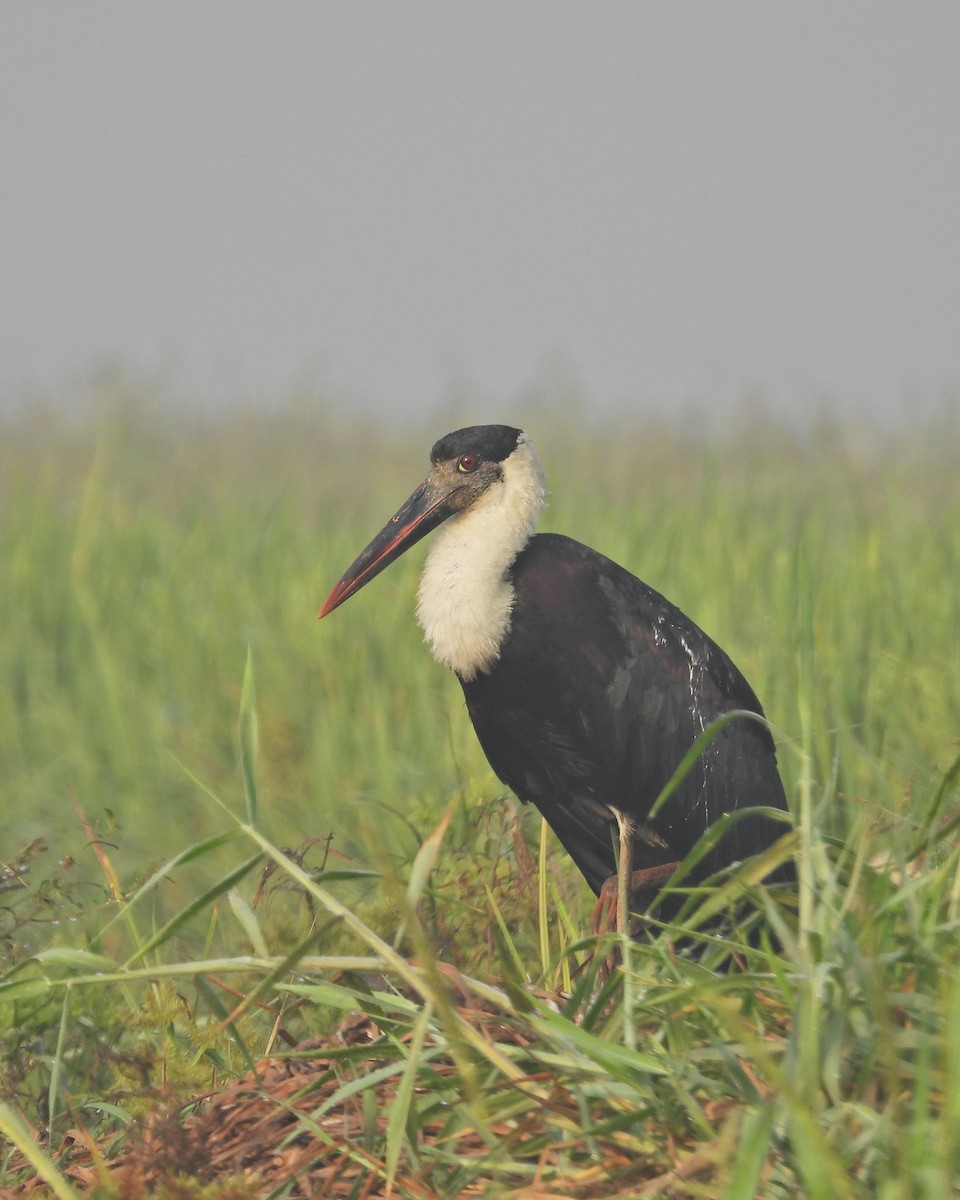 Asian Woolly-necked Stork - ML630955588