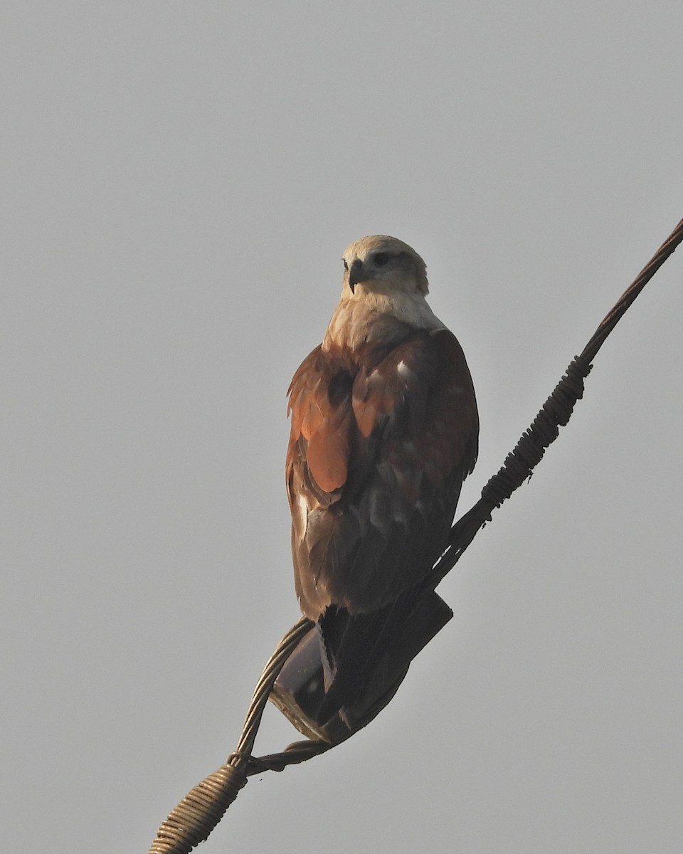 Brahminy Kite - ML630955602