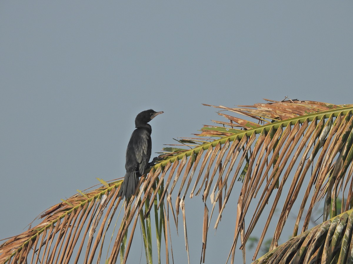 Little Cormorant - ML630955635