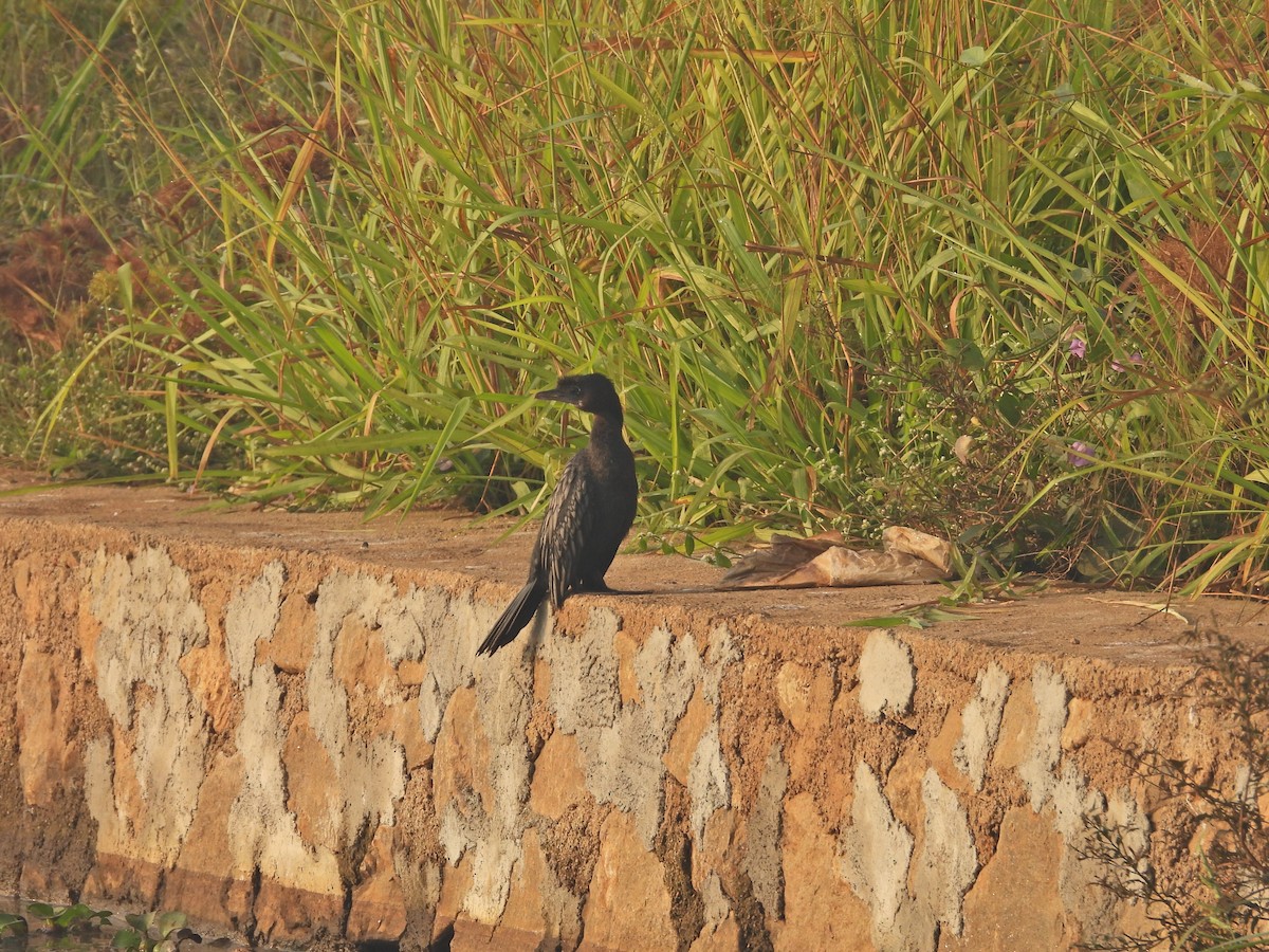 Little Cormorant - ML630955636