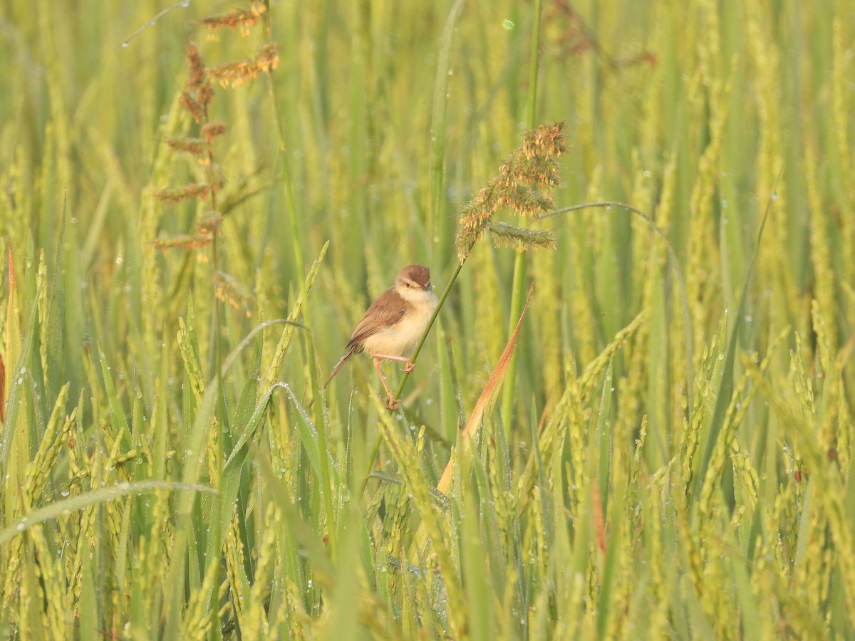 Plain Prinia - ML630955642