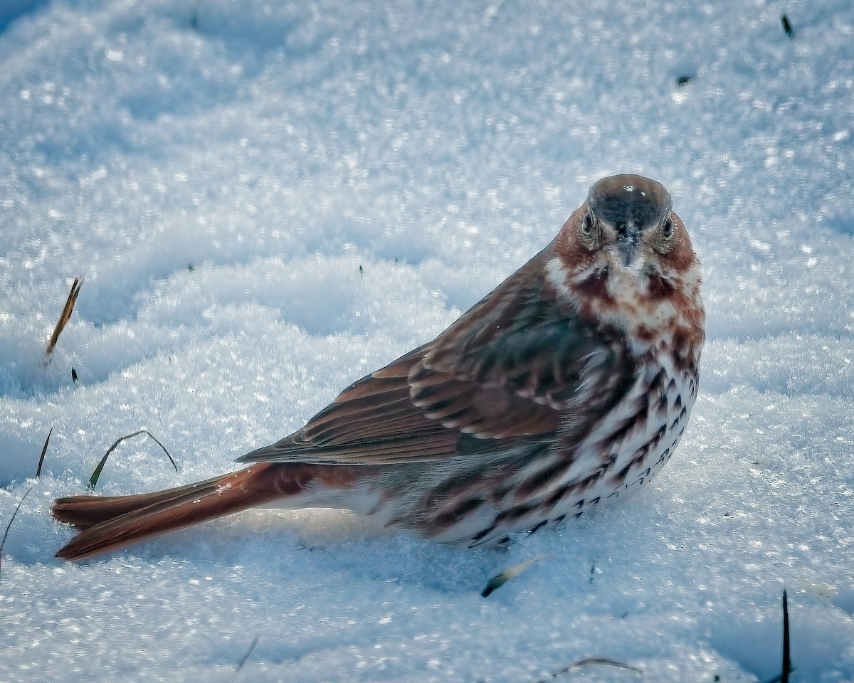 strnadec kaštanový - ML630955969