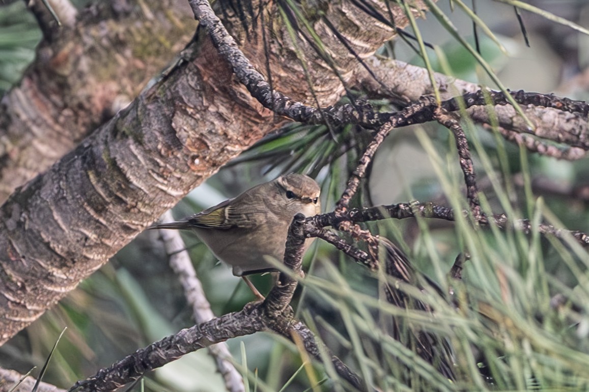 Hume's Warbler - ML630956003