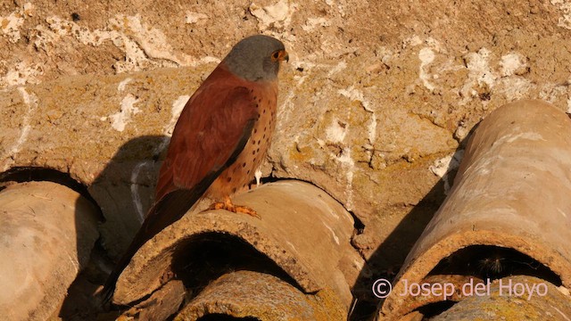 Lesser Kestrel - ML630956112