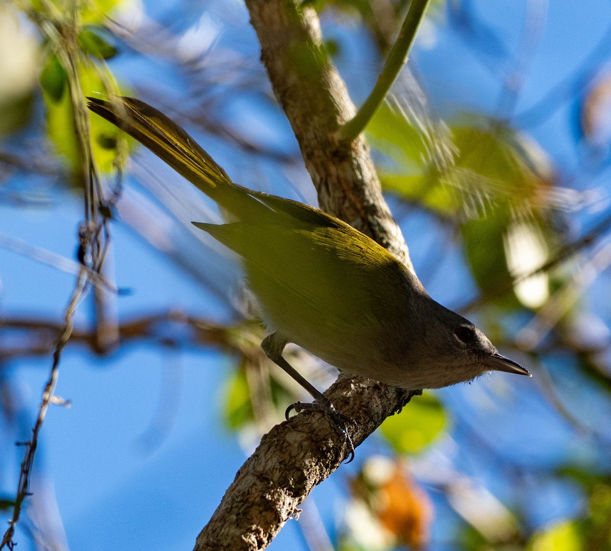 Green-tailed Warbler - ML630956163