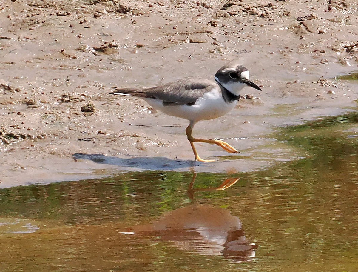 Шөвгөр хиазат - ML630956229