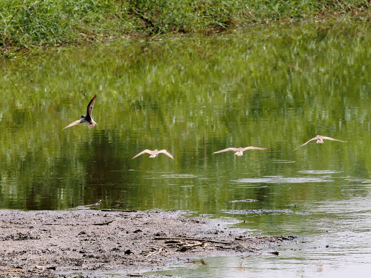 Шөвгөр хиазат - ML630956234