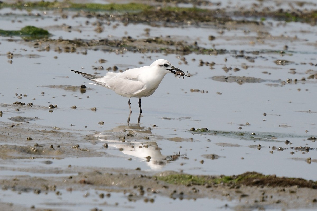 Gull-billed Tern - ML630956362