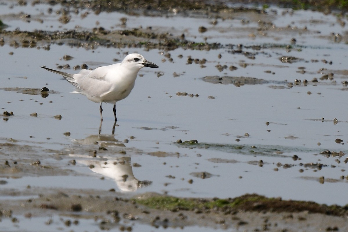 Gull-billed Tern - ML630956363