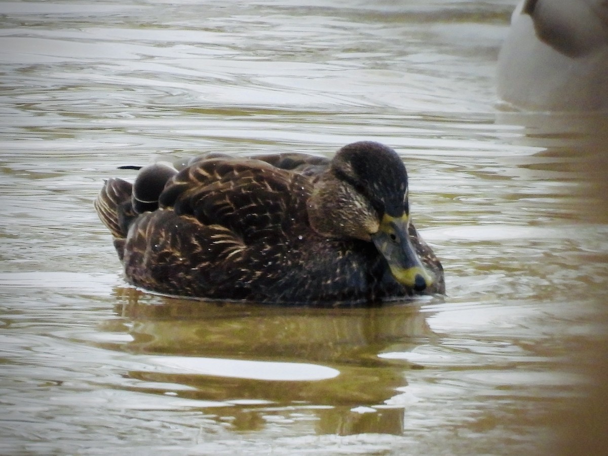 American Black Duck - ML630956446
