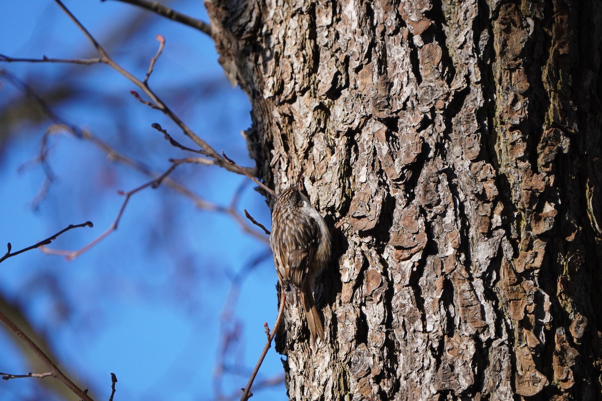 Short-toed Treecreeper - ML630956458