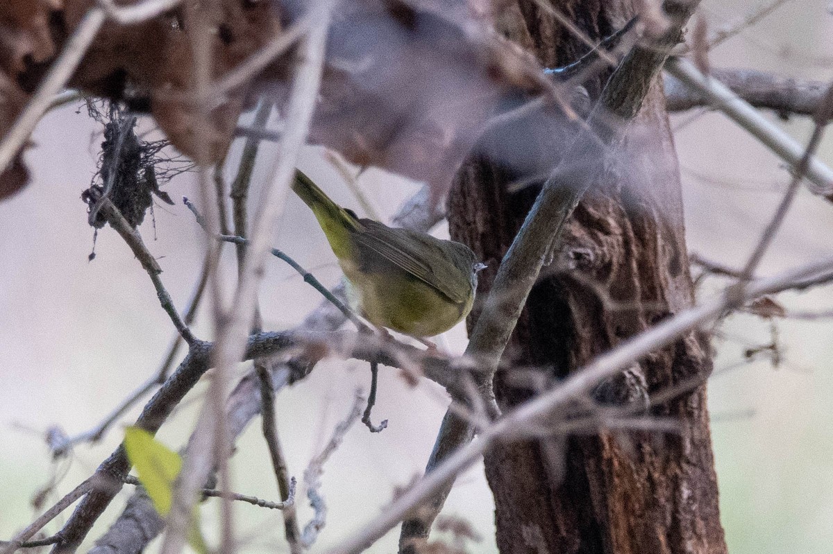MacGillivray's Warbler - ML630956552