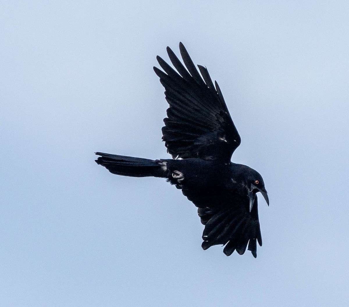 White-necked Crow - ML630956557