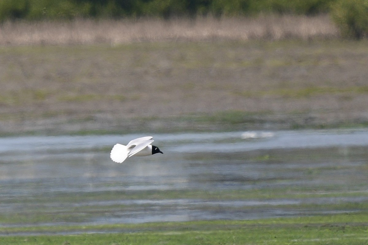 Saunders's Gull - ML630956591