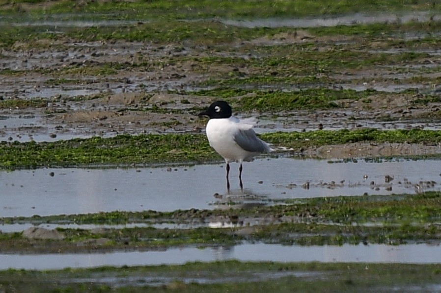 Saunders's Gull - ML630956592