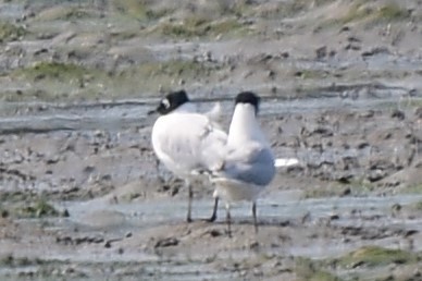 Saunders's Gull - ML630956593
