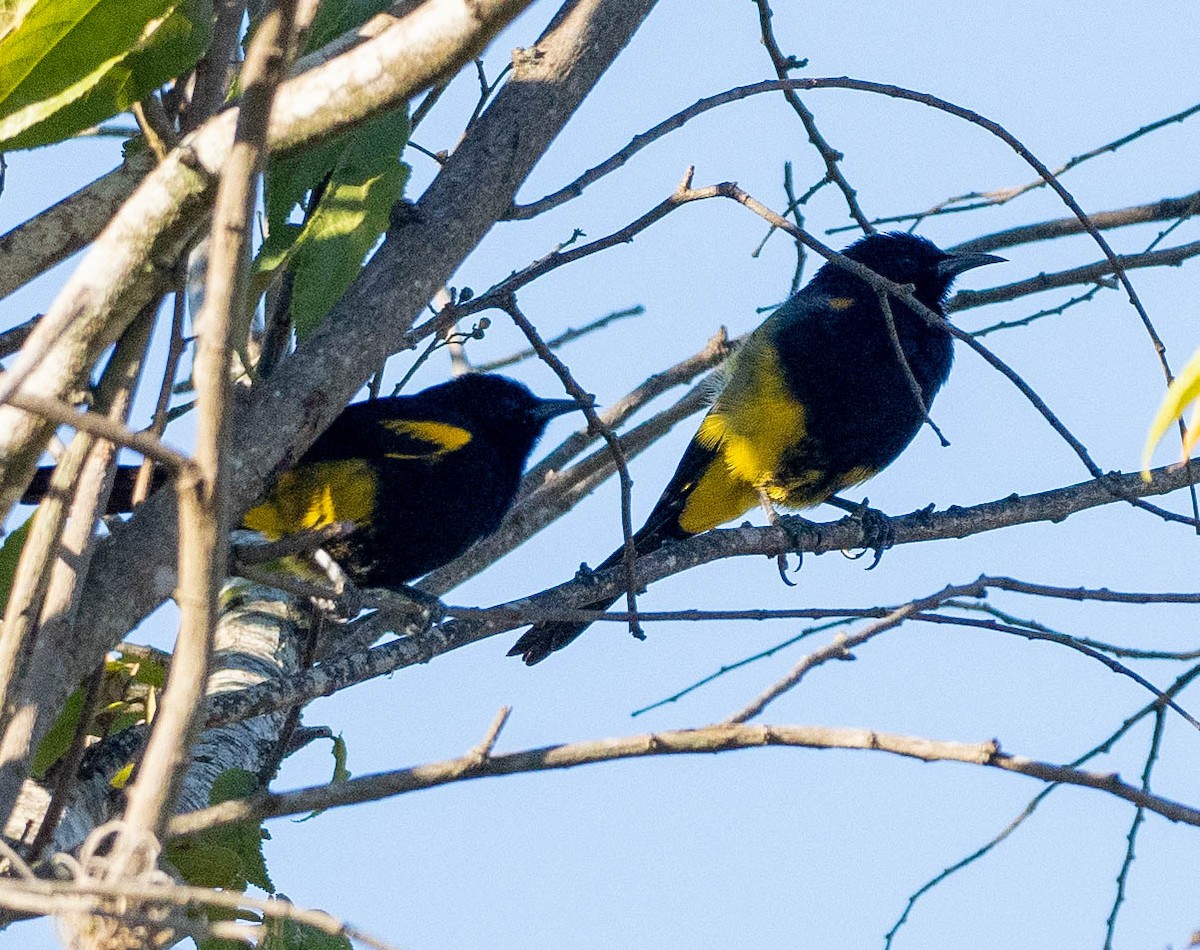 Hispaniolan Oriole - ML630956598
