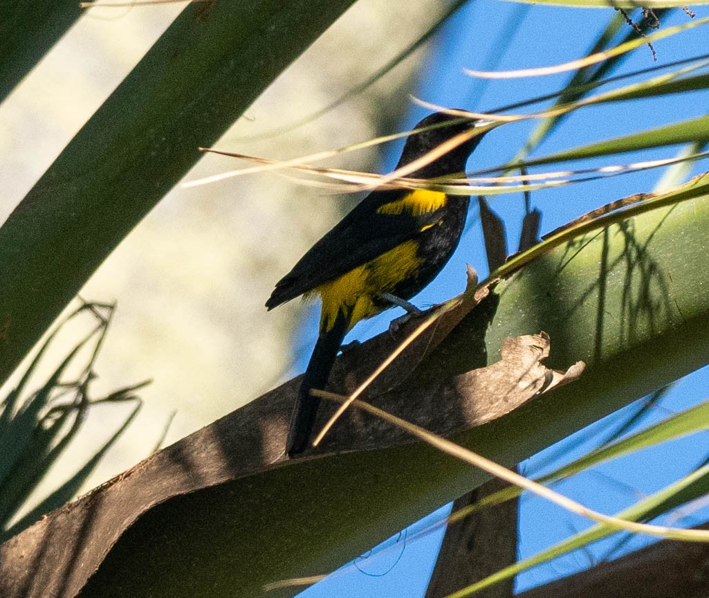 Hispaniolan Oriole - ML630956599