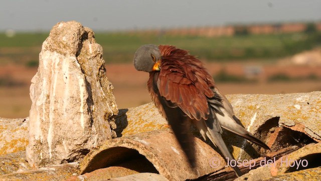Lesser Kestrel - ML630956726
