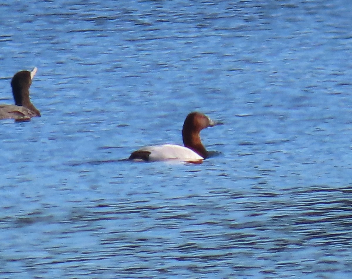 Canvasback - ML630956896