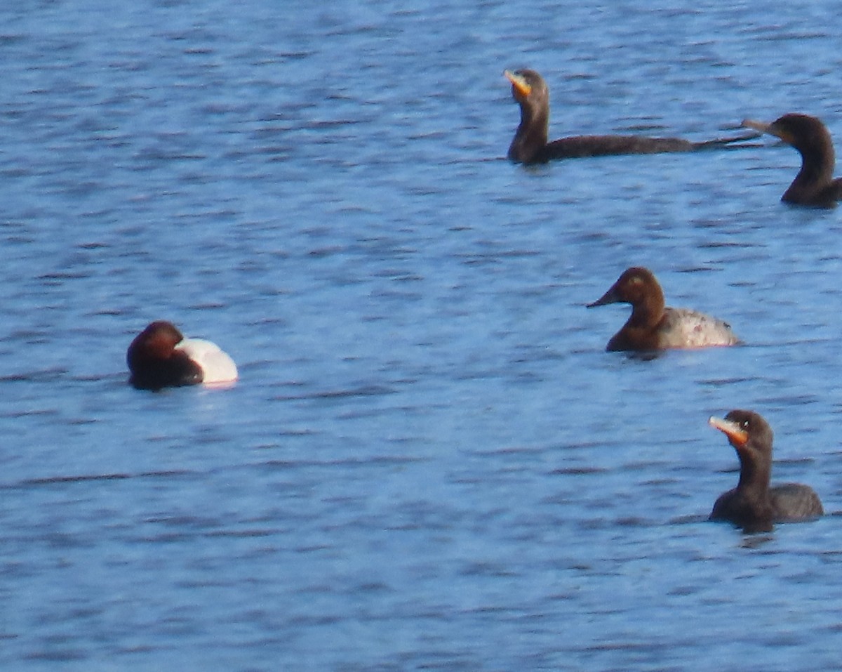Canvasback - ML630956910