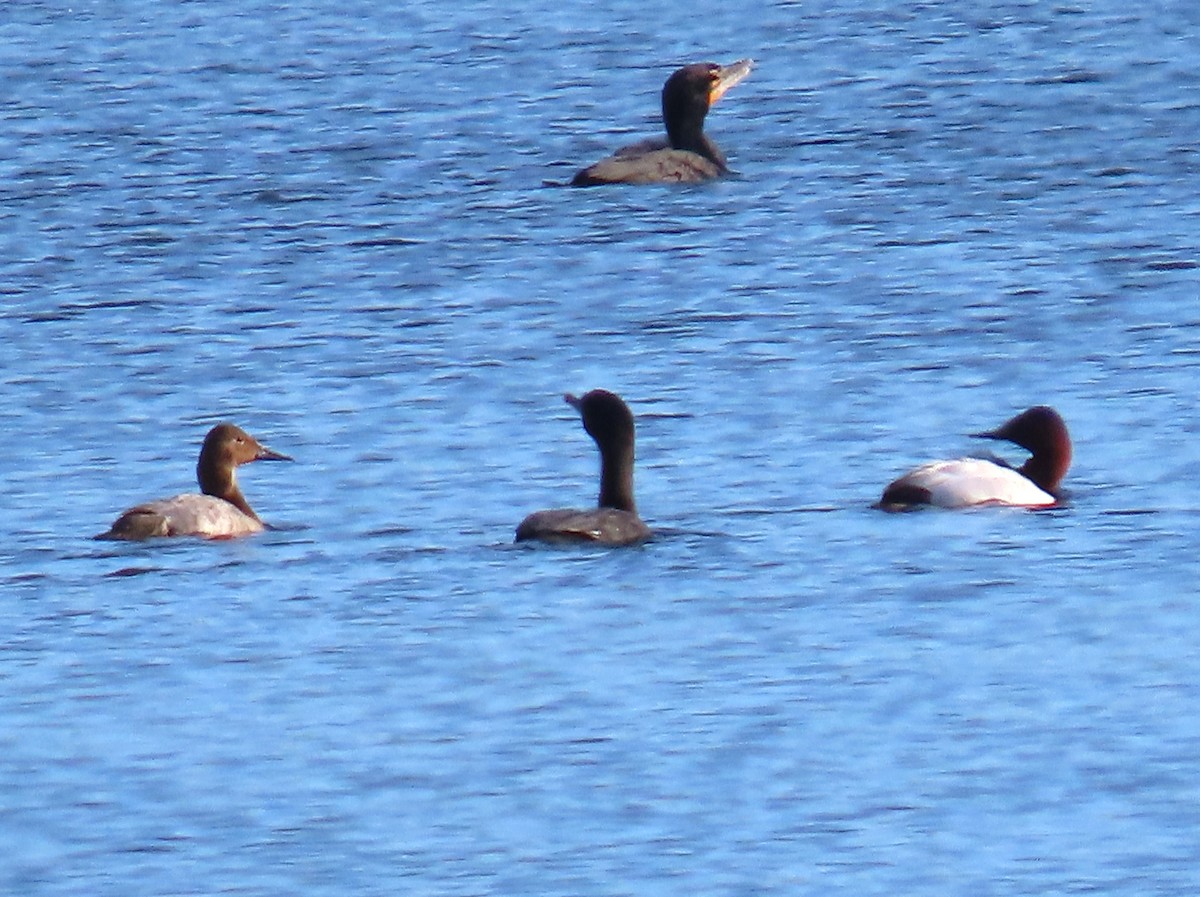 Canvasback - ML630956911