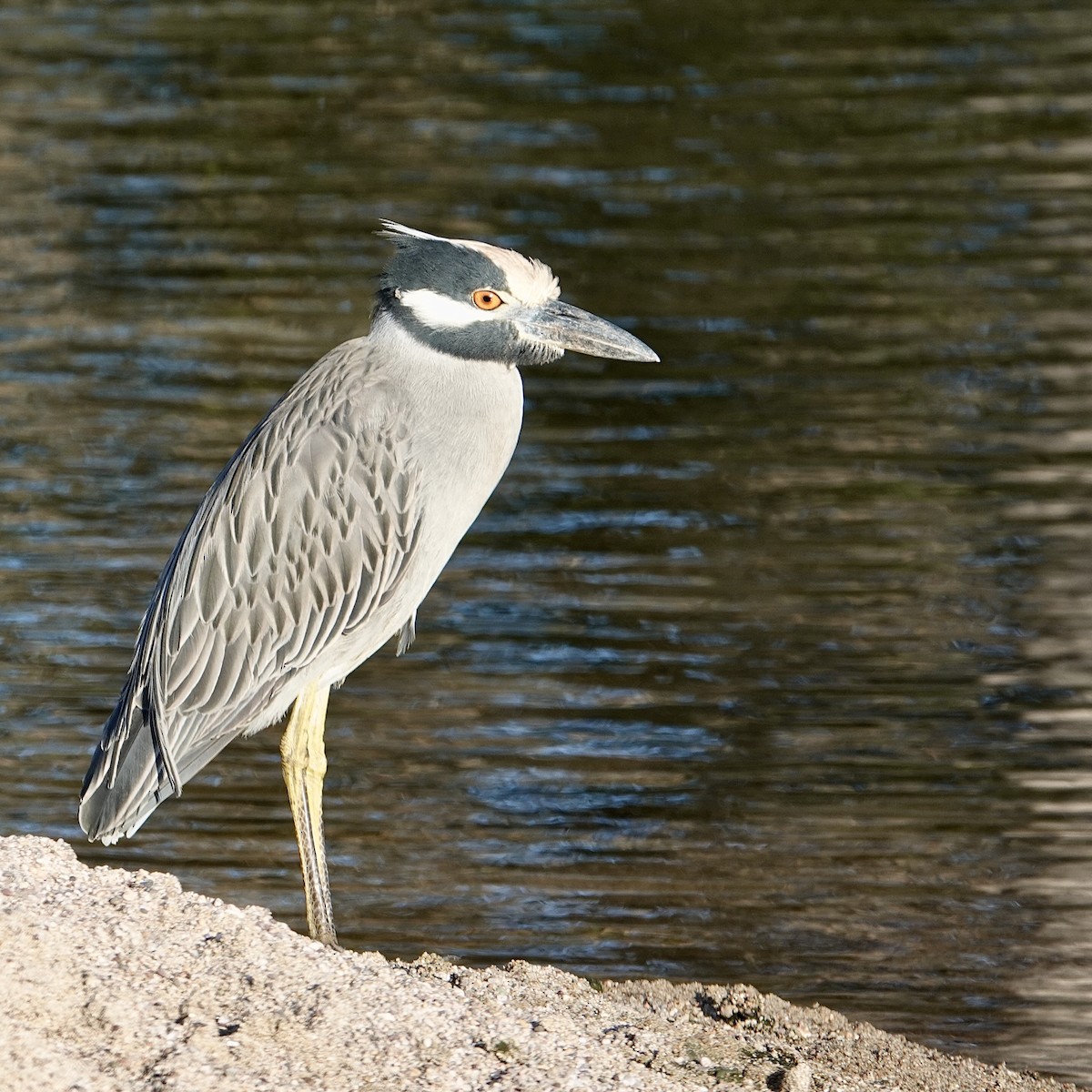 Yellow-crowned Night Heron - ML630956943