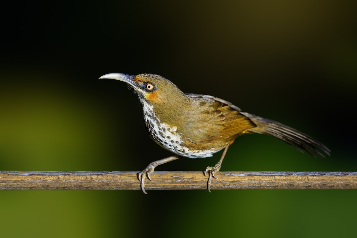Spot-breasted Scimitar-Babbler - ML630957093