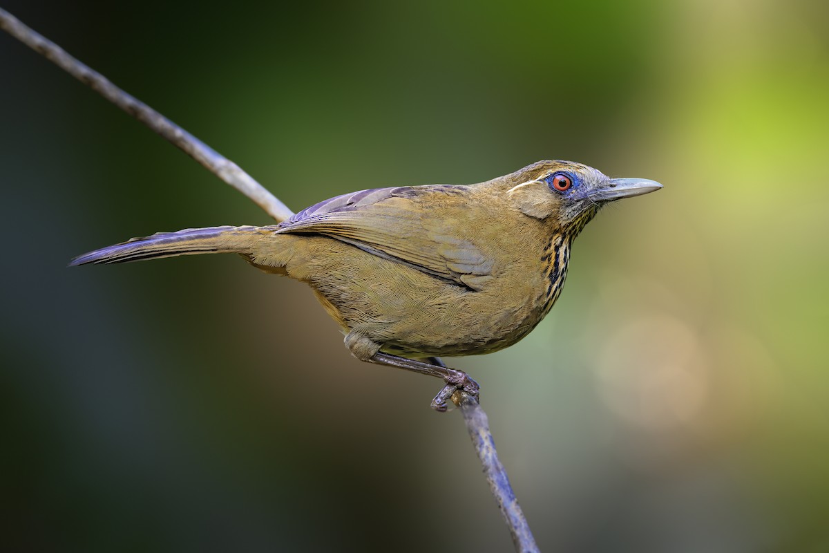 Spot-breasted Laughingthrush - ML630957106
