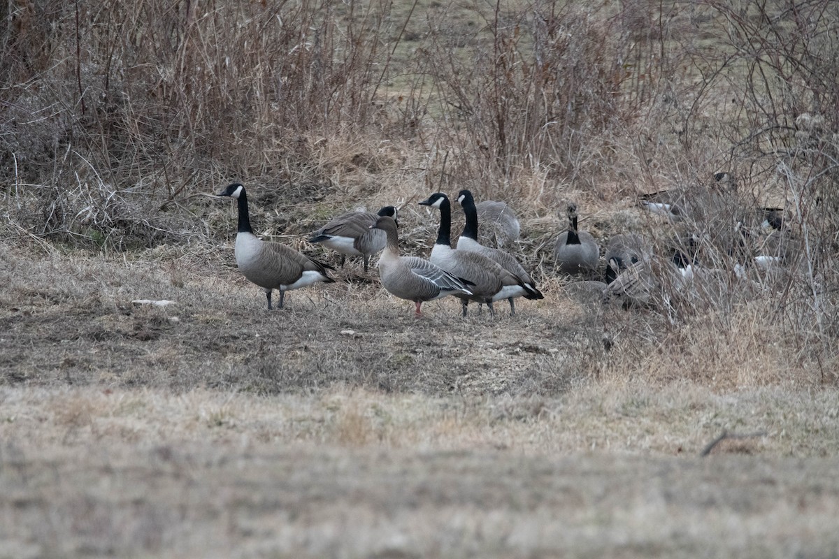 Pink-footed Goose - ML630957140