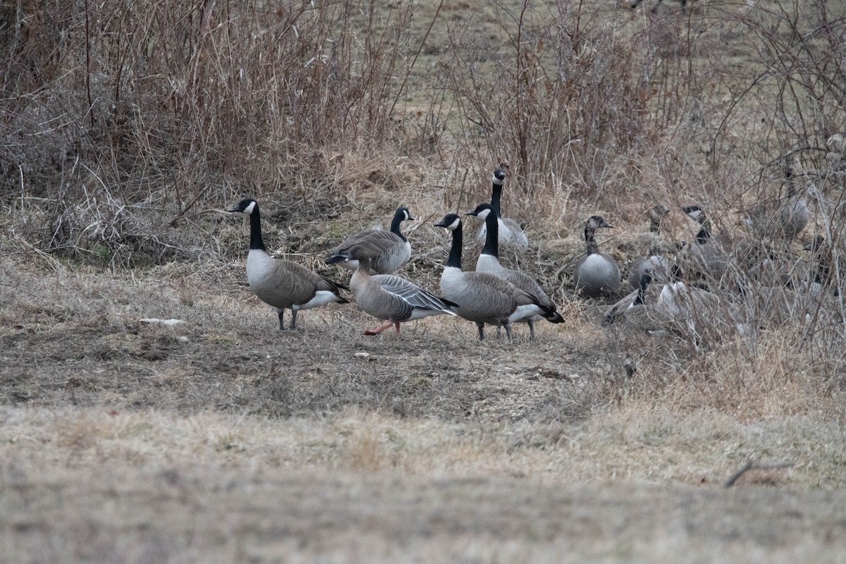 Pink-footed Goose - ML630957141
