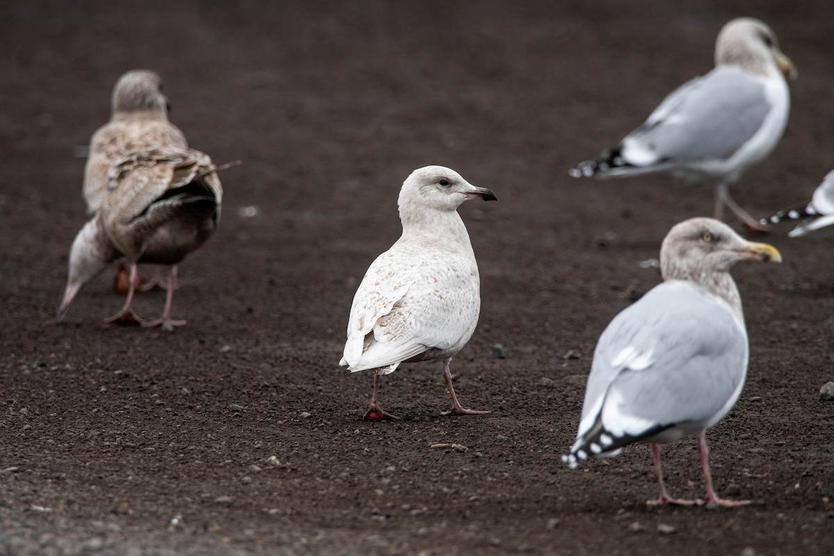 Iceland Gull (kumlieni) - ML630957174