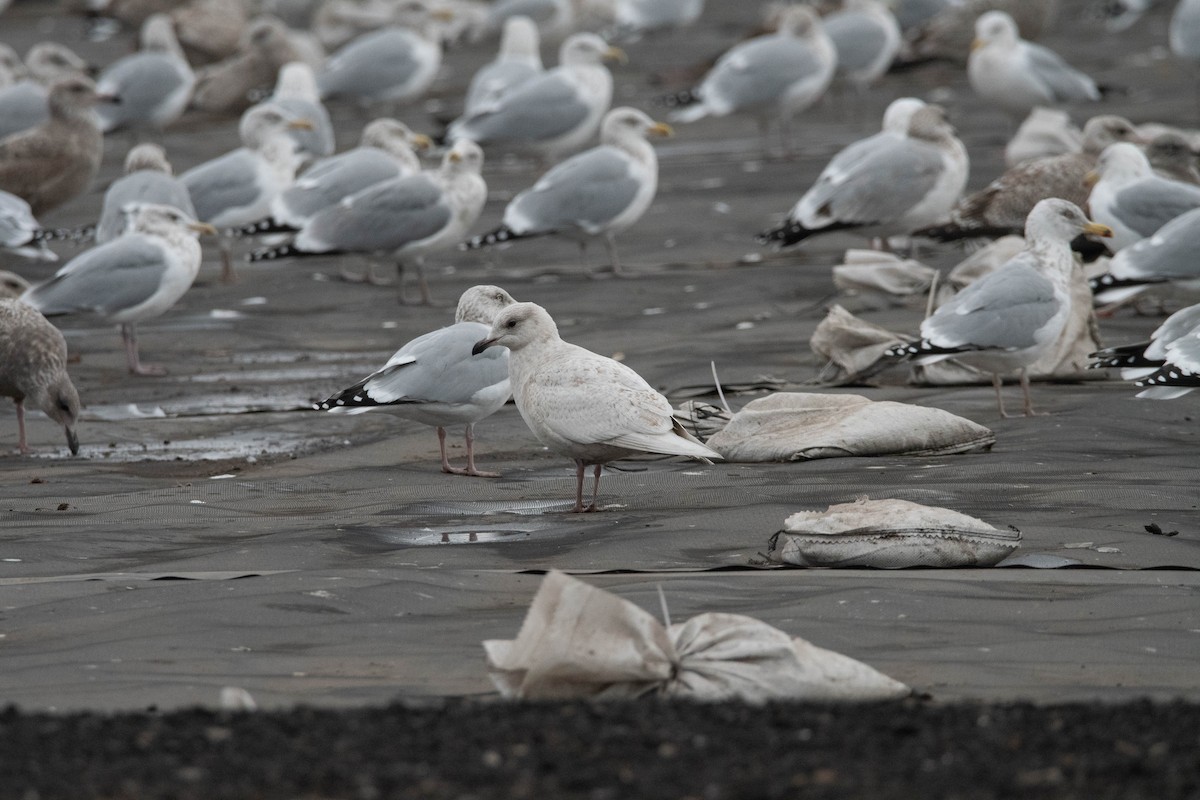 Iceland Gull (kumlieni) - ML630957175
