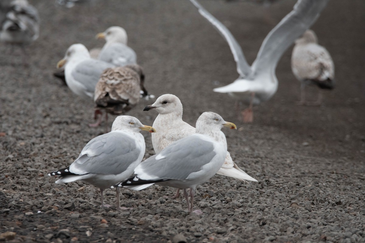 Iceland Gull (kumlieni) - ML630957176