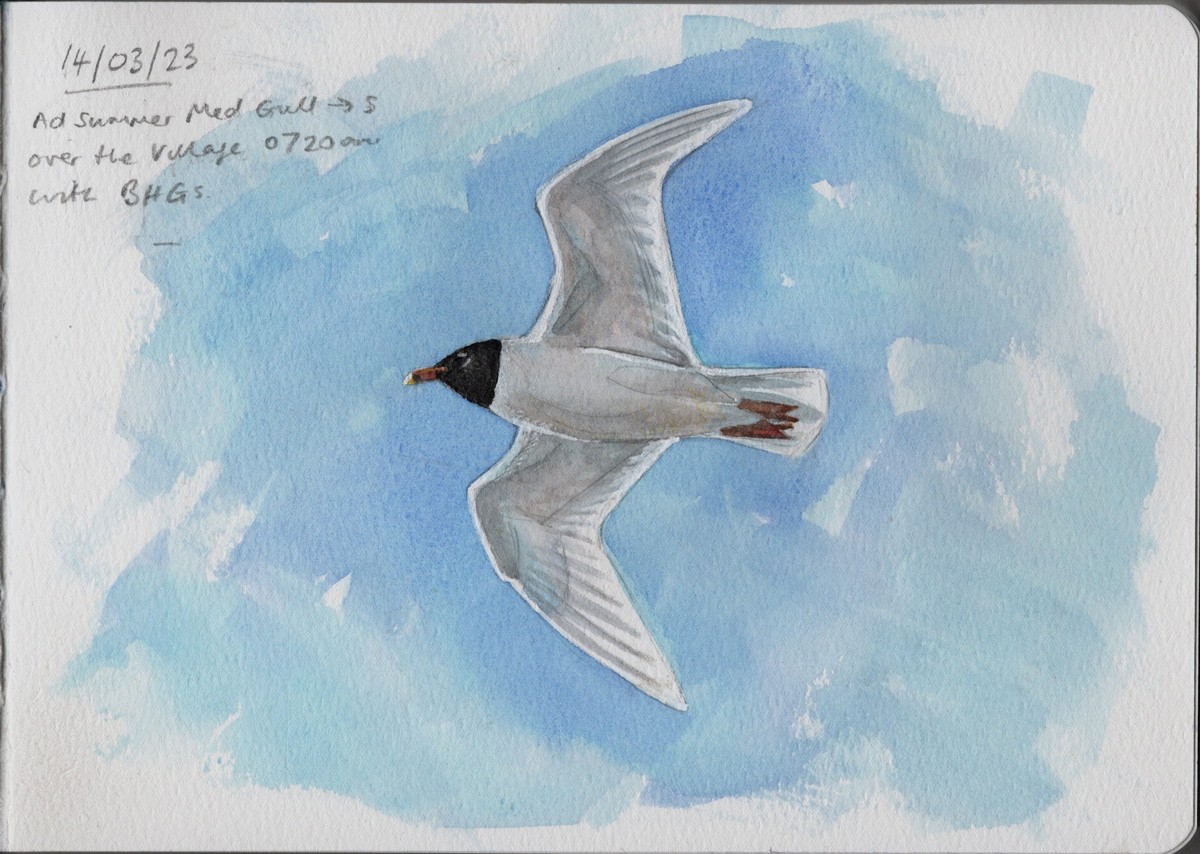 Mediterranean Gull - ML630957216