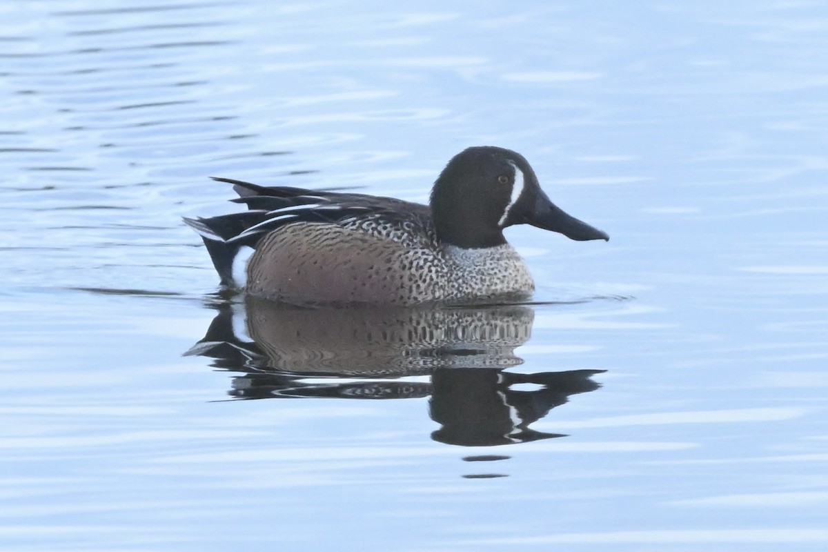 Blue-winged Teal x Northern Shoveler (hybrid) - ML630957496