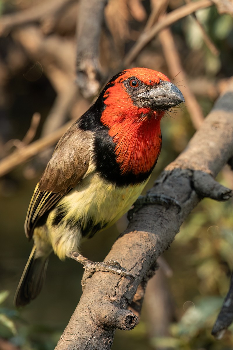 Black-collared Barbet - ML630957506