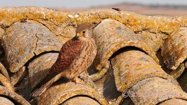 Lesser Kestrel - ML630957794